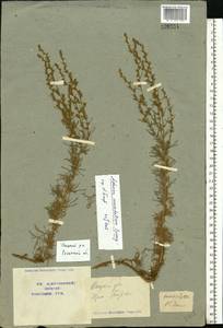 Artemisia marschalliana Spreng., Eastern Europe, Central region (E4) (Russia)