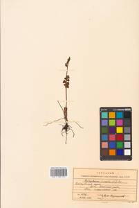 Botrychium lunaria (L.) Sw., Siberia, Russian Far East (S6) (Russia)