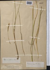 Leymus angustus (Trin.) Pilg., Middle Asia, Muyunkumy, Balkhash & Betpak-Dala (M9) (Kazakhstan)
