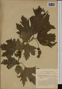 Platanus orientalis L., Western Europe (EUR) (Italy)