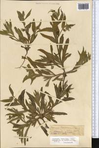 Nonea caspica (Willd.) G.Don, Middle Asia, Northern & Central Tian Shan (M4) (Kyrgyzstan)