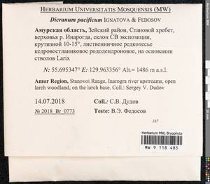 Dicranum pacificum Ignatova & Fedosov, Bryophytes, Bryophytes - Russian Far East (excl. Chukotka & Kamchatka) (B20) (Russia)