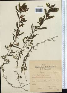 Potamogeton crispus L., Middle Asia, Northern & Central Kazakhstan (M10) (Kazakhstan)