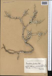 Convolvulus fruticosus Pall., Middle Asia, Caspian Ustyurt & Northern Aralia (M8) (Kazakhstan)