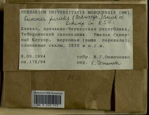 Grimmia funalis (Schwägr.) Bruch & Schimp., Bryophytes, Bryophytes - North Caucasus & Ciscaucasia (B12) (Russia)