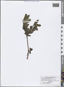 Salix myrsinifolia Salisb., Eastern Europe, Middle Volga region (E8) (Russia)