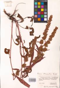 Rumex stenophyllus Ledeb., Eastern Europe, Lower Volga region (E9) (Russia)