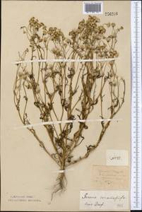 Senecio glaucus subsp. coronopifolius (Maire) C. Alexander, Middle Asia, Northern & Central Kazakhstan (M10) (Kazakhstan)