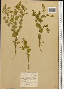Lepidium perfoliatum L., Caucasus, Dagestan (K2) (Russia)