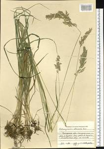 Calamagrostis obtusata Trin., Siberia, Baikal & Transbaikal region (S4) (Russia)