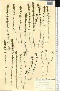 Euphrasia ×vernalis List, Siberia, Central Siberia (S3) (Russia)