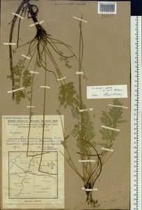 Oxytropis spicata (Pall.)O.Fedtsch. & B.Fedtsch., Siberia, Western Siberia (S1) (Russia)