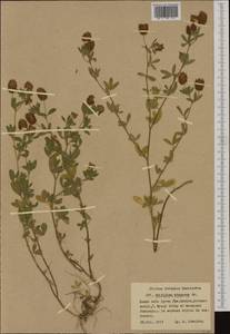 Trifolium aureum Pollich, Western Europe (EUR) (Poland)