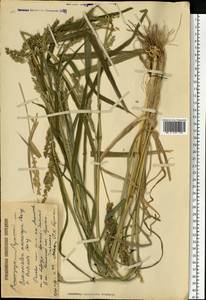 Echinochloa oryzoides (Ard.) Fritsch, Eastern Europe, Lower Volga region (E9) (Russia)