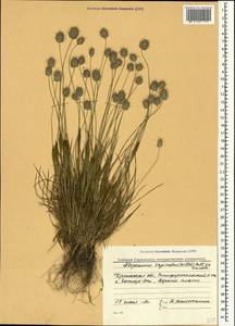 Alopecurus vaginatus (Willd.) Kunth, Crimea (KRYM) (Russia)