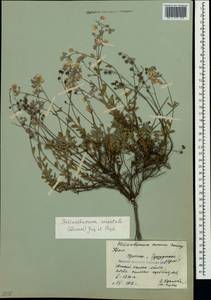 Helianthemum orientale (Grosser) Juz. & Pozdeeva, Crimea (KRYM) (Russia)