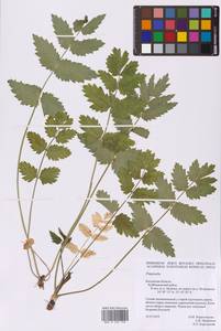 Pimpinella, Eastern Europe, Central region (E4) (Russia)