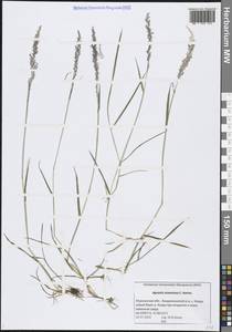 Agrostis stolonifera L., Eastern Europe, Northern region (E1) (Russia)