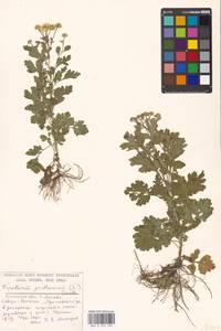 Tanacetum parthenium (L.) Sch. Bip., Eastern Europe, Moscow region (E4a) (Russia)