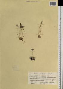 Draba fladnizensis Wulfen, Siberia, Western Siberia (S1) (Russia)