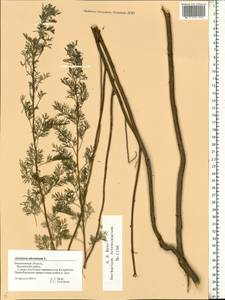 Artemisia abrotanum L., Eastern Europe, Central forest-and-steppe region (E6) (Russia)