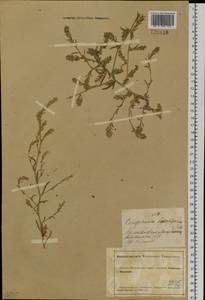 Corispermum hyssopifolium L., Siberia, Altai & Sayany Mountains (S2) (Russia)