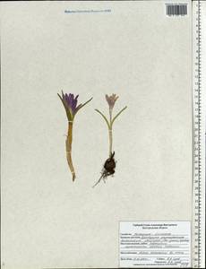 Colchicum bulbocodium subsp. versicolor (Ker Gawl.) K.Perss., Eastern Europe, Central forest-and-steppe region (E6) (Russia)