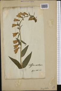 Digitalis grandiflora Mill., Western Europe (EUR) (Not classified)