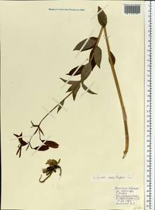 Lilium martagon L., Eastern Europe, West Ukrainian region (E13) (Ukraine)