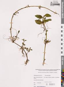 Veronica americana (Raf.) Schwein. ex Benth., Siberia, Chukotka & Kamchatka (S7) (Russia)