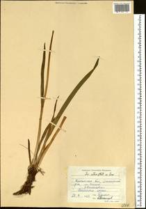 Iris setosa Pall. ex Link, Siberia, Chukotka & Kamchatka (S7) (Russia)