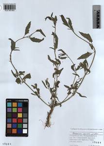 KUZ 003 603, Chenopodium suecicum Murr, Siberia, Altai & Sayany Mountains (S2) (Russia)