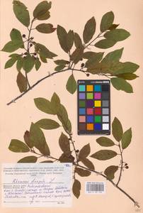 Frangula alnus Mill., Eastern Europe, Western region (E3) (Russia)