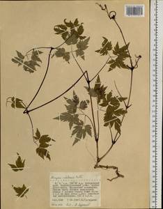 Clematis ochotensis (Pall.) Poir., Siberia, Russian Far East (S6) (Russia)