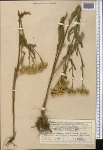 Achillea setacea Waldst. & Kit., Middle Asia, Western Tian Shan & Karatau (M3) (Kazakhstan)
