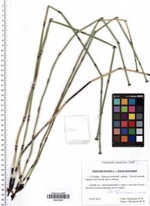 Equisetum hyemale L., Eastern Europe, Middle Volga region (E8) (Russia)