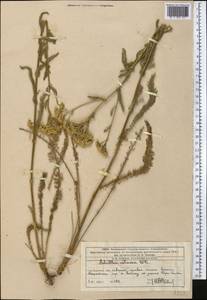 Achillea setacea Waldst. & Kit., Middle Asia, Western Tian Shan & Karatau (M3) (Kazakhstan)