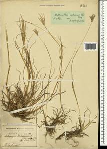 Bothriochloa ischaemum (L.) Keng, Crimea (KRYM) (Russia)