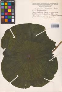 Nelumbo nucifera Gaertn., Eastern Europe, Lower Volga region (E9) (Russia)