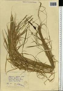 Alopecurus aequalis Sobol., Eastern Europe, North Ukrainian region (E11) (Ukraine)