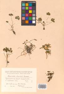 Ranunculus franchetii H. Boissieu, Siberia, Russian Far East (S6) (Russia)