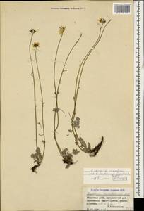 Archanthemis marschalliana subsp. pectinata (Boiss.) Lo Presti & Oberpr., Caucasus, Abkhazia (K4a) (Abkhazia)