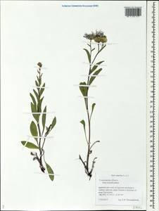 Aster amellus L., Eastern Europe, Middle Volga region (E8) (Russia)