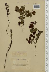 Salix myrtilloides L., Eastern Europe, Northern region (E1) (Russia)