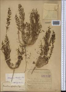 Bienertia cycloptera Bunge, Middle Asia, Syr-Darian deserts & Kyzylkum (M7) (Kazakhstan)