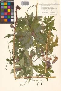 Aconitum sczukinii Turcz., Siberia, Russian Far East (S6) (Russia)