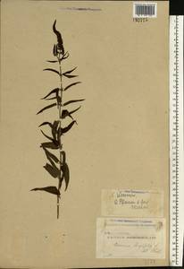 Veronica longifolia L., Eastern Europe, Moscow region (E4a) (Russia)