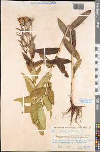 Pentanema salicinum (L.) D. Gut. Larr., Santos-Vicente, Anderb., E. Rico & M. M. Mart. Ort., Eastern Europe, North Ukrainian region (E11) (Ukraine)