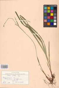 Carex pilosa Scop., Eastern Europe, Central forest-and-steppe region (E6) (Russia)