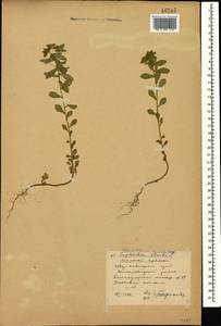 Euphorbia stricta L., Caucasus, Stavropol Krai, Karachay-Cherkessia & Kabardino-Balkaria (K1b) (Russia)